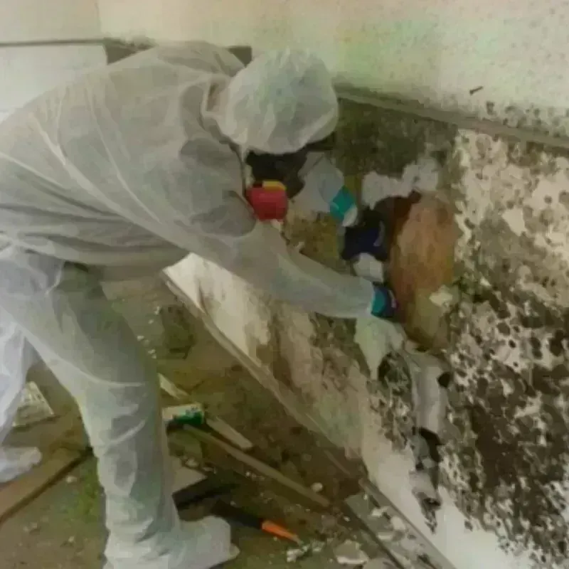 Mold Remediation and Removal in Troy, PA